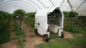 Шотландские фермеры научились получать более сладкий урожай фруктов и ягод с помощью роботов